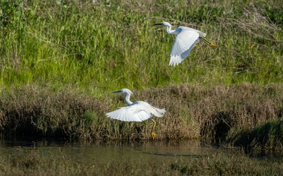 European wetland floodplain with white egrets and lush vegetation