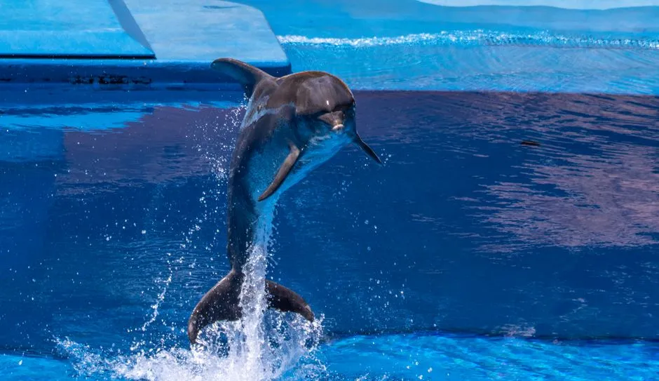 Bottlenose dolphin jumping out of blue ocean water