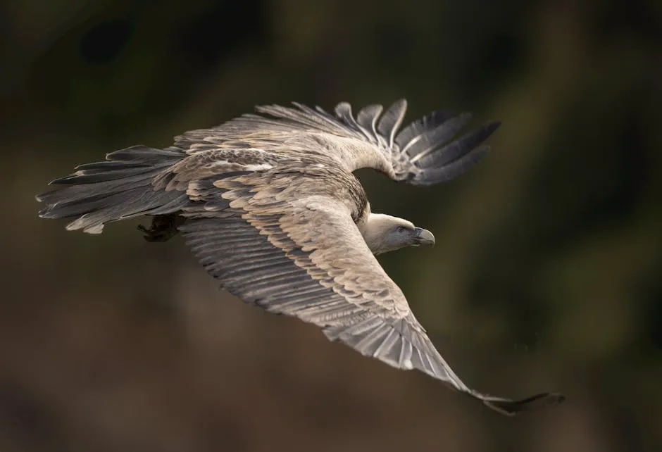 Griffon vulture soaring with wide wingspan