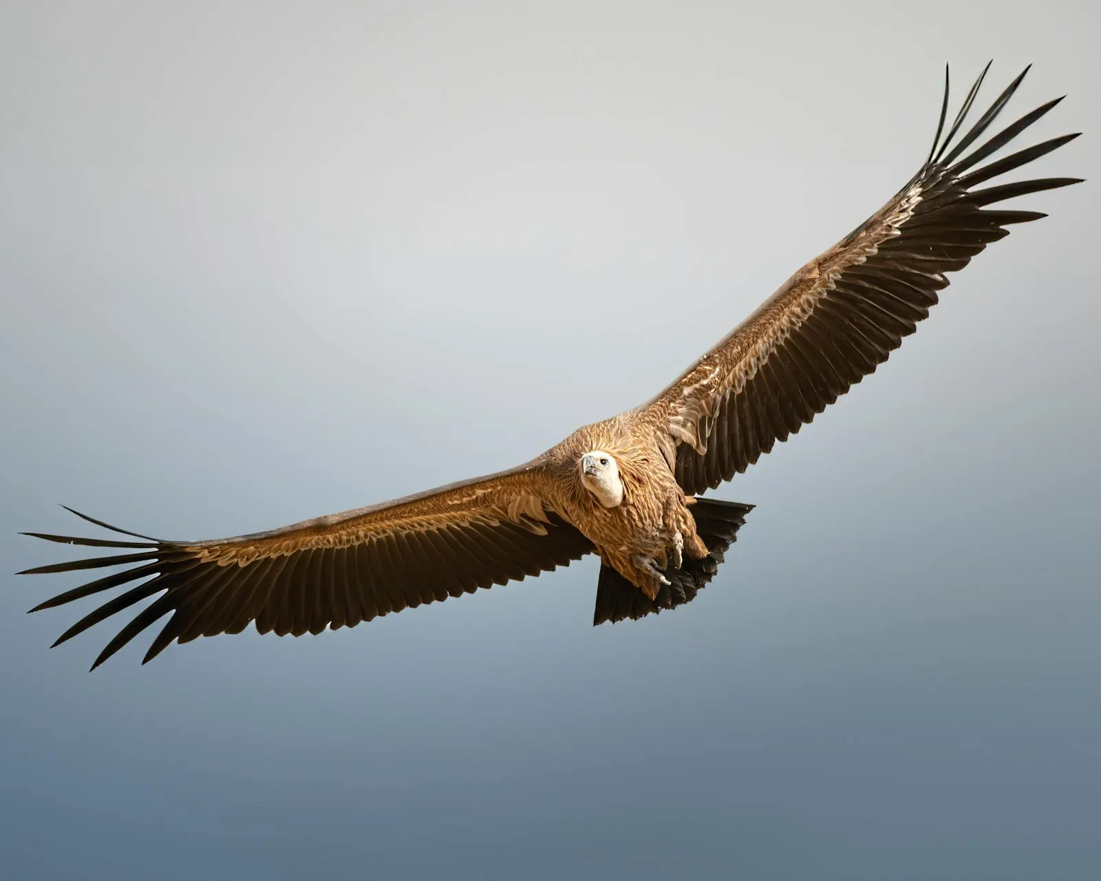 Griffon vulture soaring above Croatian coastal cliffs