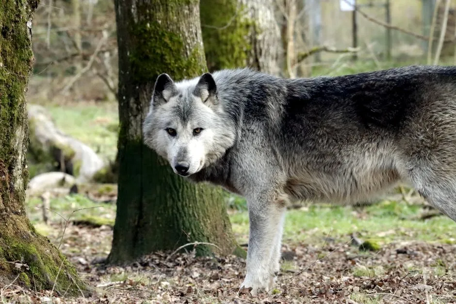 Grey wolf in wild European forest