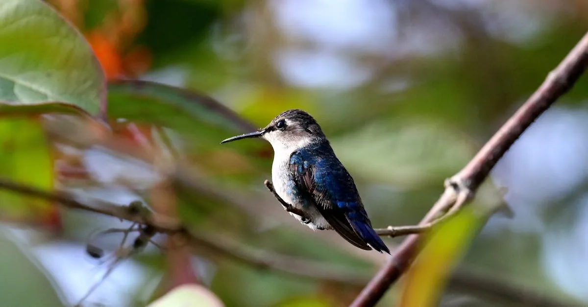 Tocororo bird perched in tropical forest