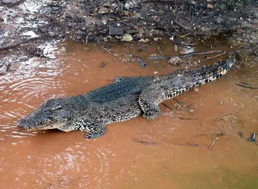 Cuban Crocodile
