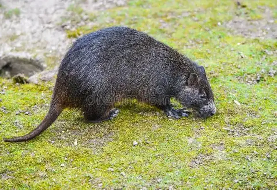 Cuban Hutia