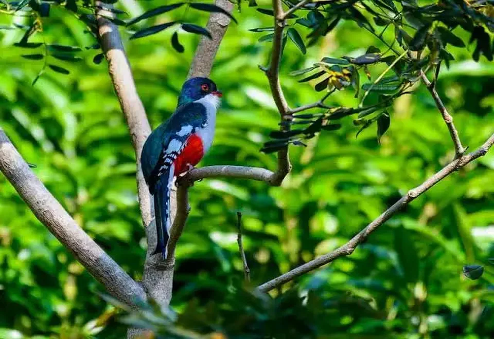 Cuban Trogon (Tocororo)