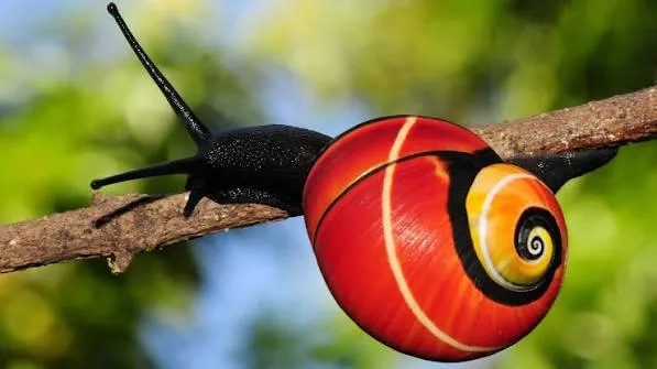 Polymita Snail