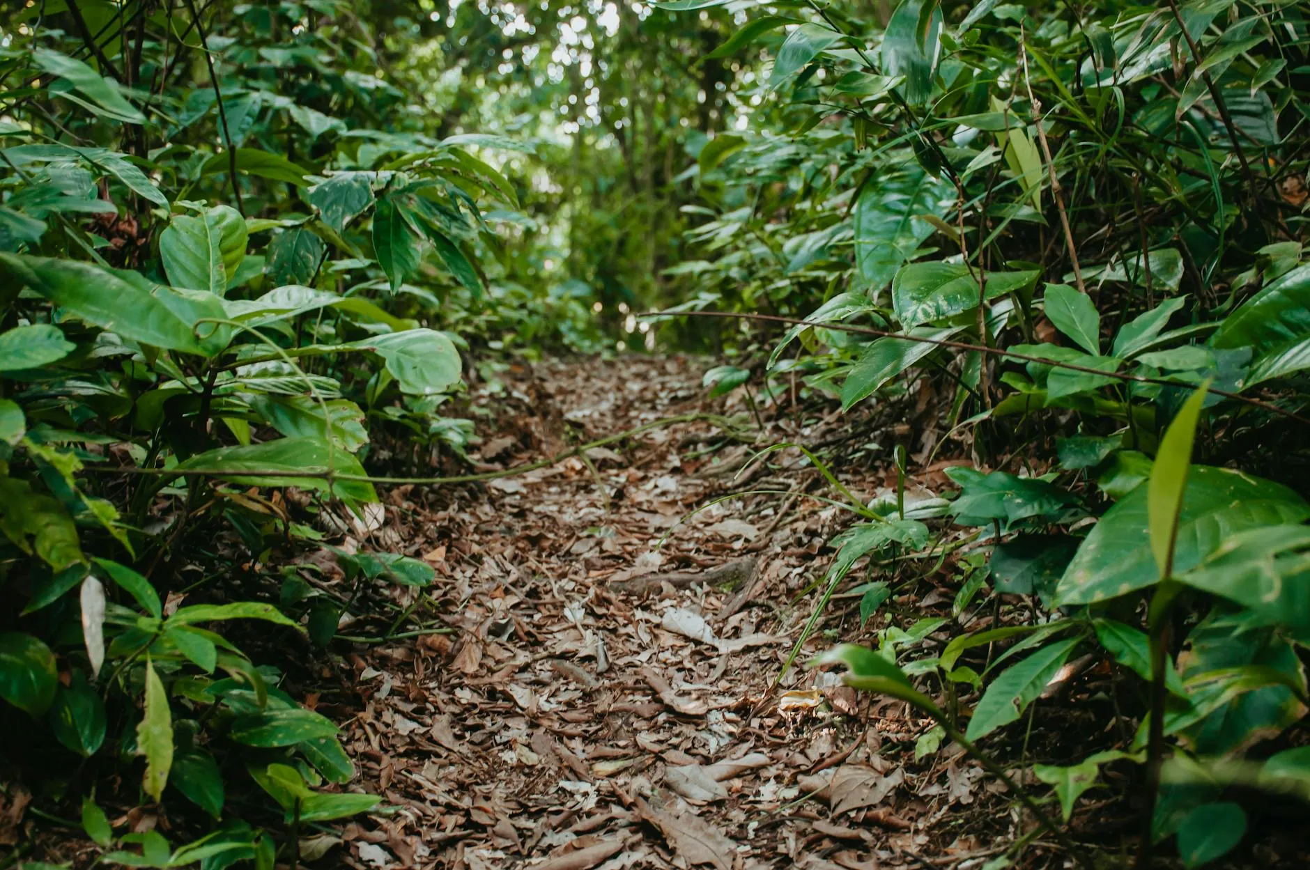 Hiking trail through dense tropical forest in the DRC
