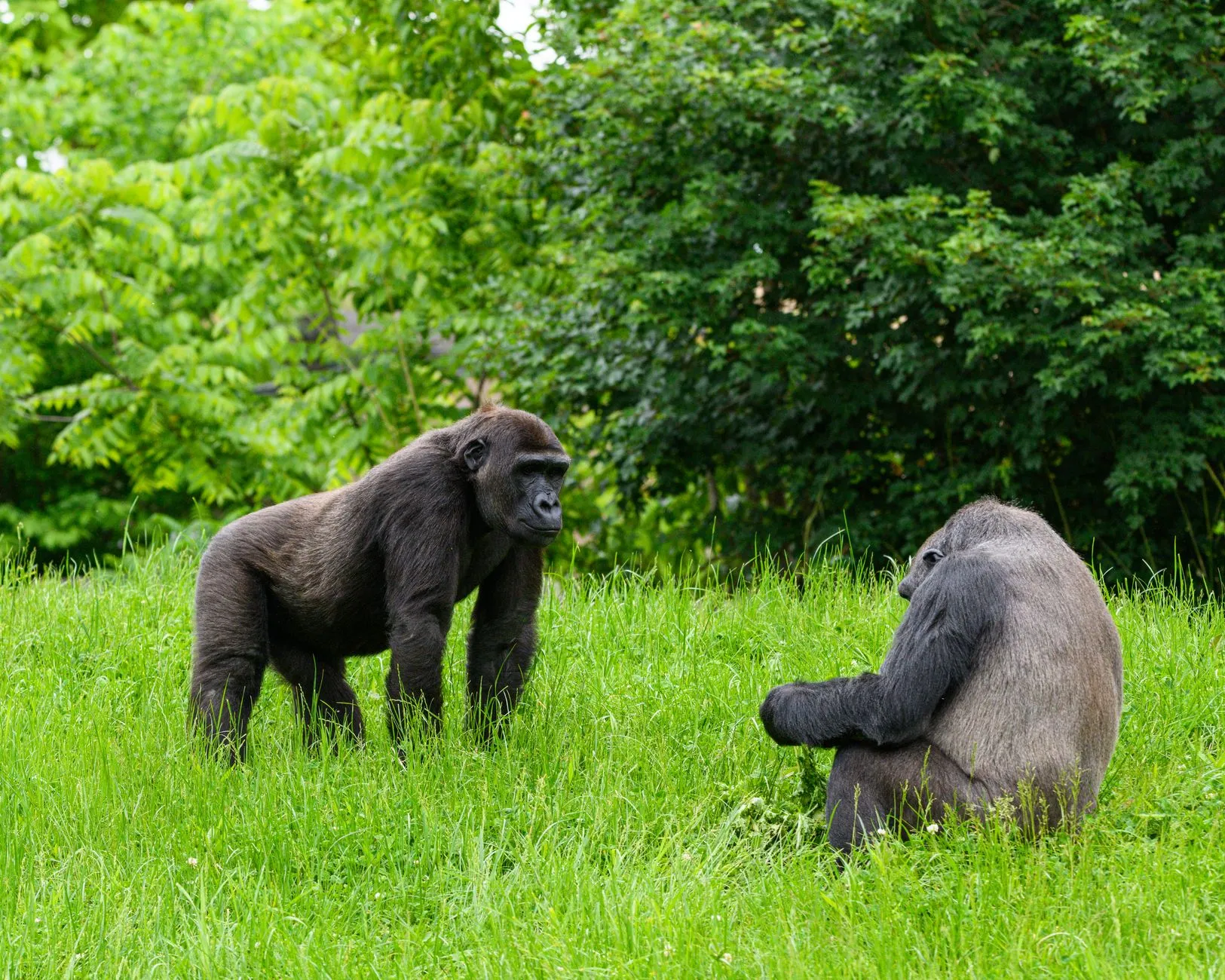 Dense tropical rainforest canopy in the Congo Basin