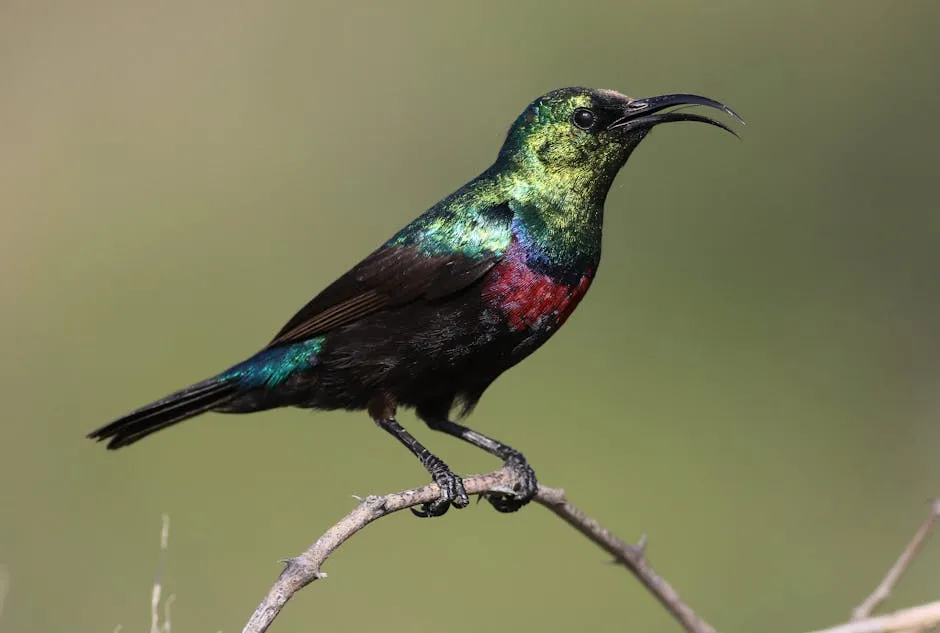 Iridescent sunbird perched on a branch
