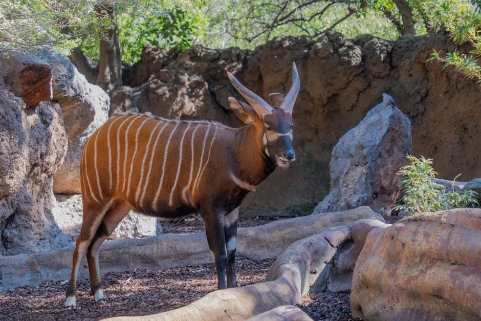 Bongo antelope with chestnut coat and white stripes