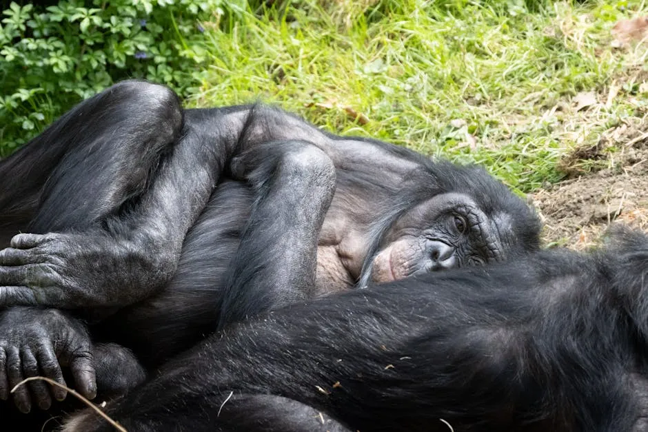 Bonobo resting in forest clearing