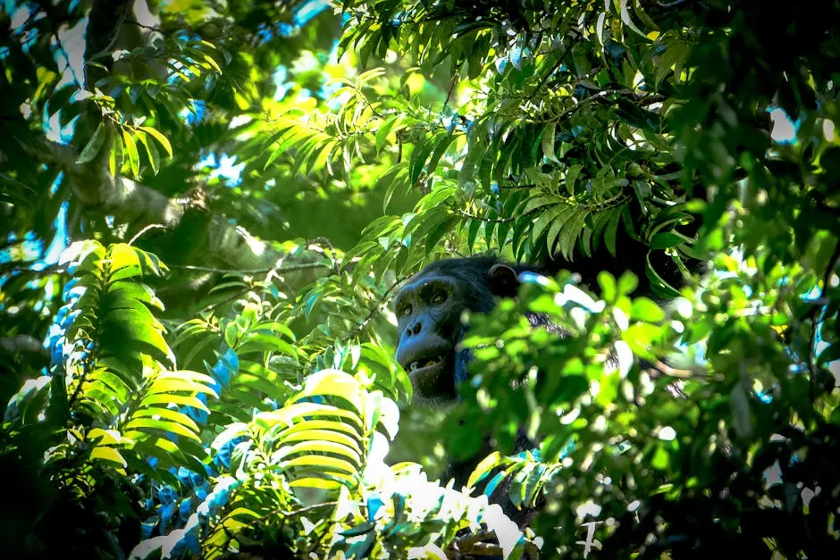 Chimpanzee peering through forest canopy