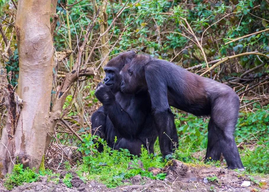 Grauer's eastern lowland gorilla in rainforest
