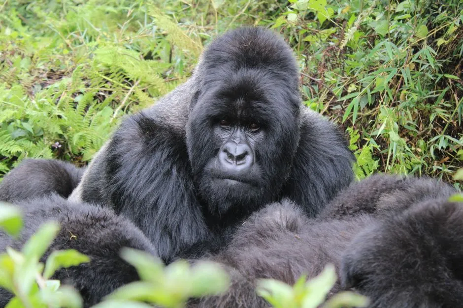 Mountain gorilla silverback in dense forest