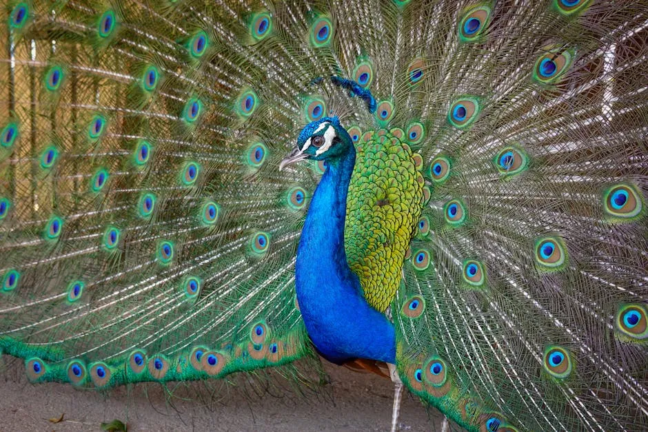 Congo peafowl with iridescent blue-green plumage