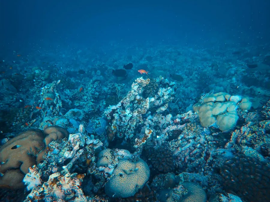 Coral reef at Ras Muhammad