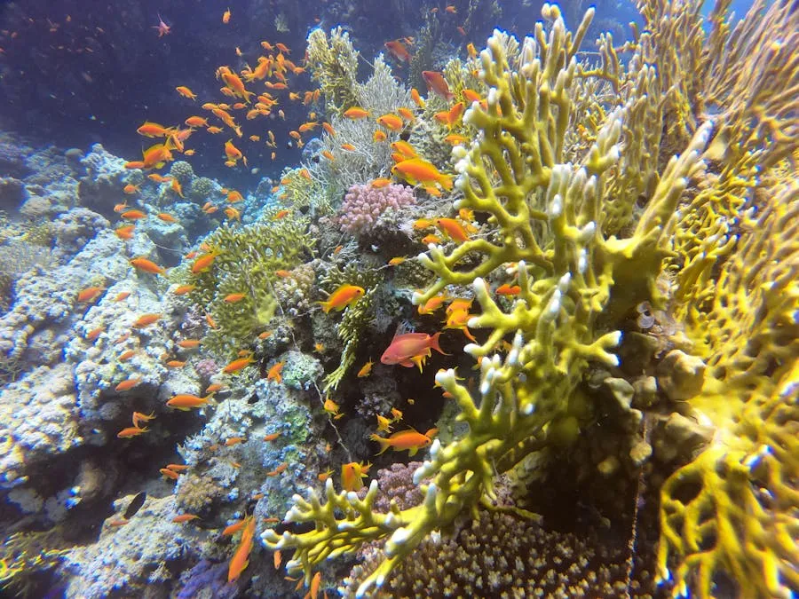 Coral reef and tropical fish in Red Sea