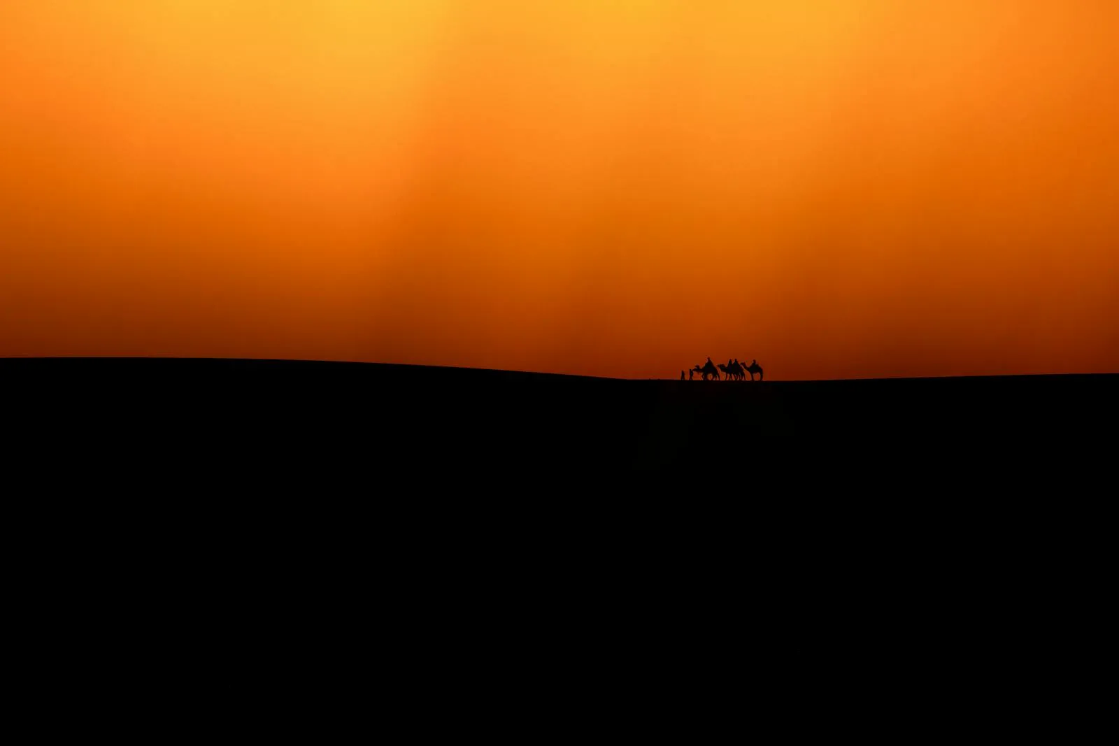 Camels silhouetted against an Egyptian sunset