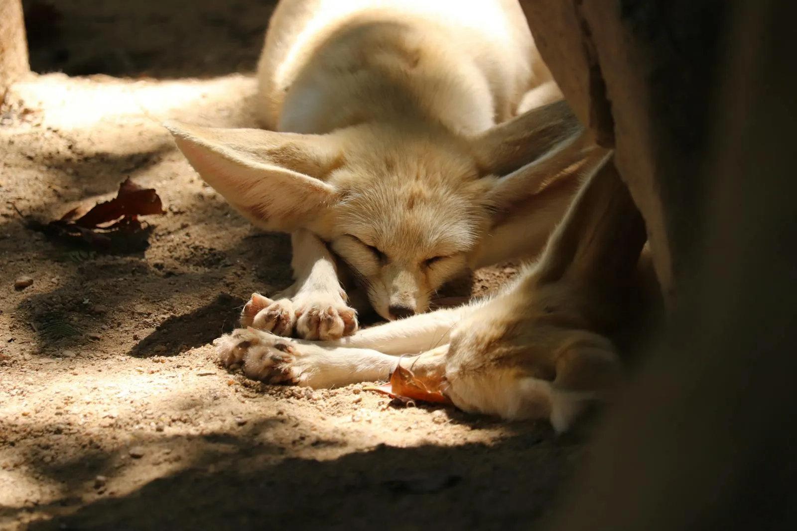 Fennec fox in the desert