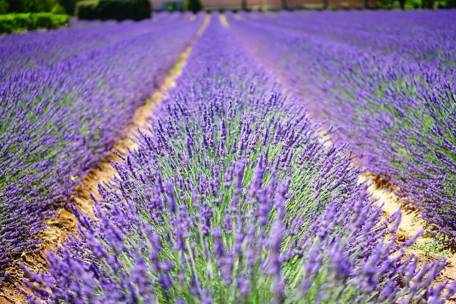 Lavender fields in Provence under summer sun