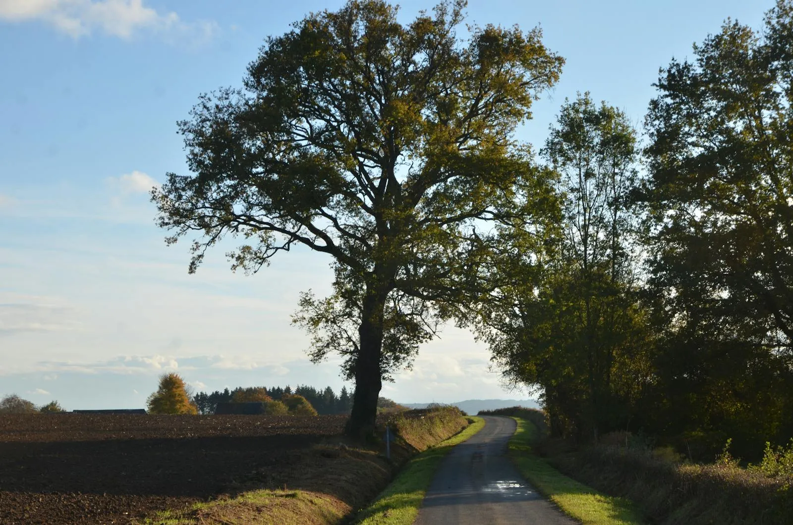 Tree-lined French country road through rolling green hills