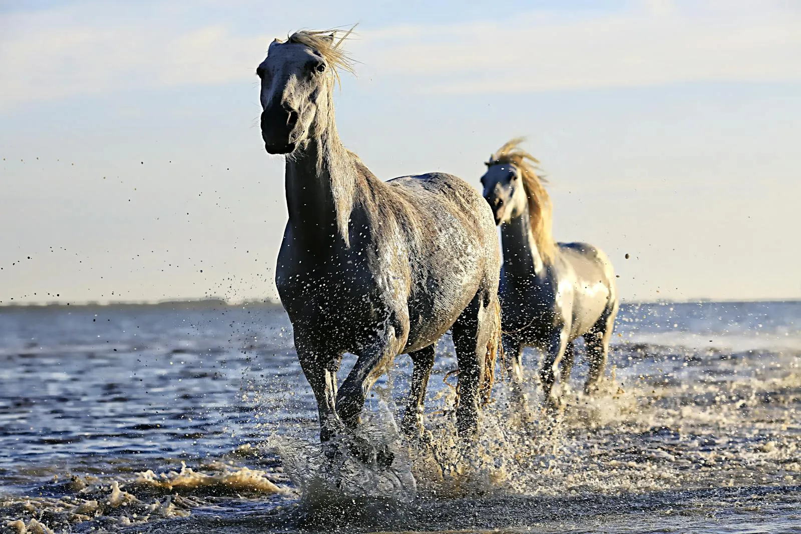 White horses of the Camargue running through shallow water