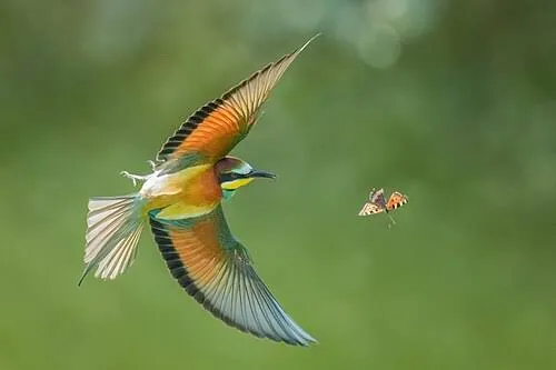 European Bee-eater