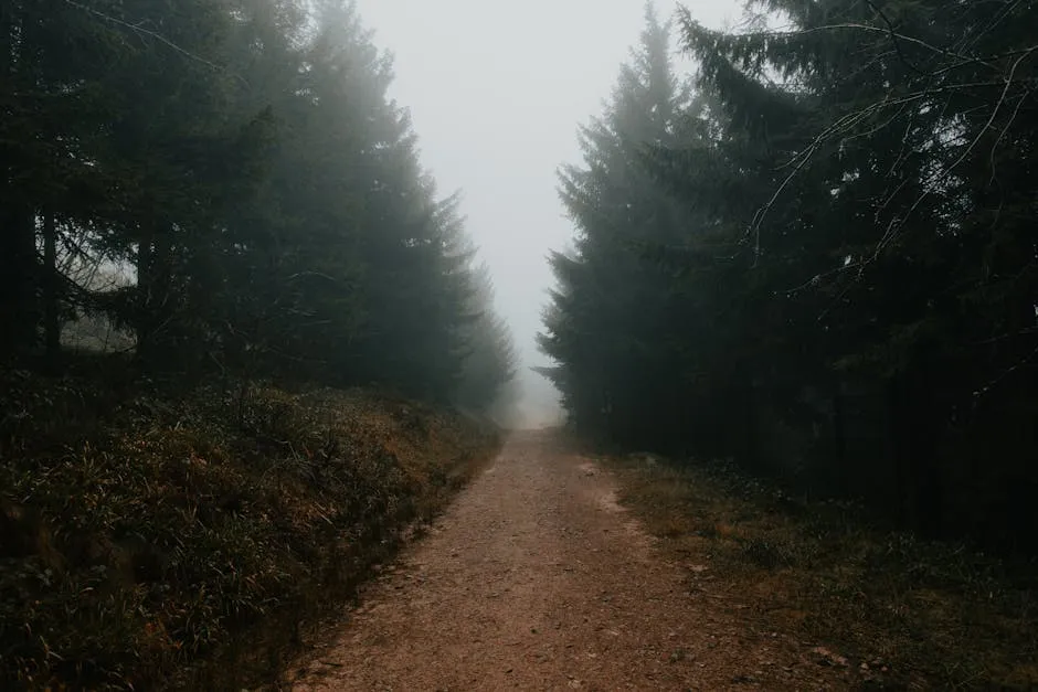 Misty trail through the Black Forest