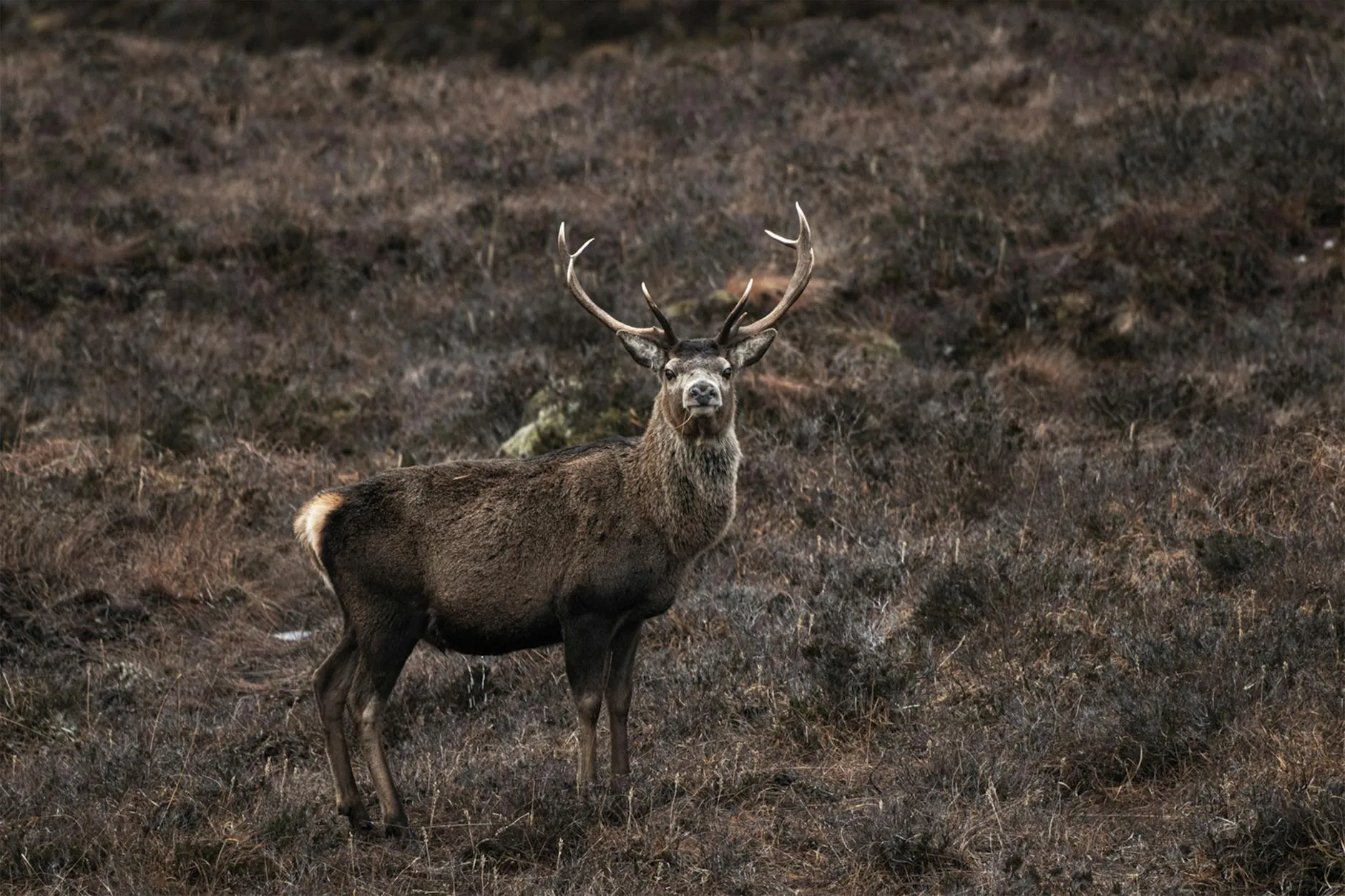 Red deer stag in misty German forest