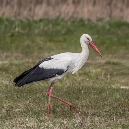 White Stork