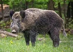 Wild Boar (Wildschwein)