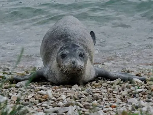 Mediterranean Monk Seal