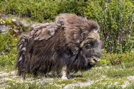 Musk Ox