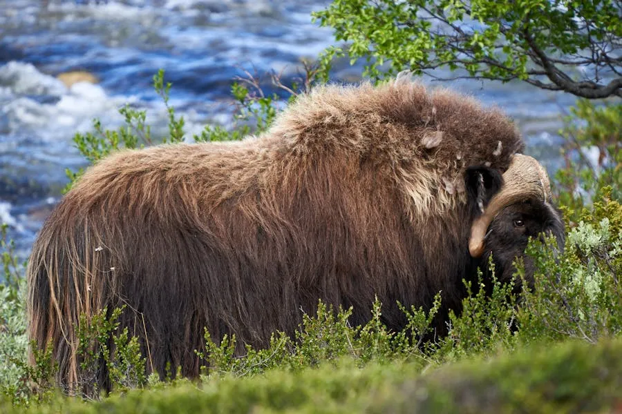 Musk ox standing on Arctic tundra