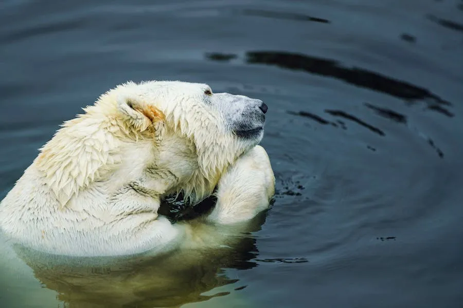 Polar bear walking on Arctic sea ice