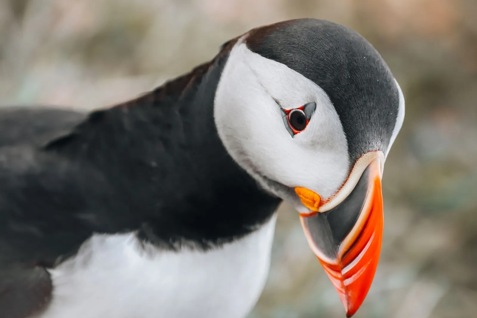 Atlantic puffin standing on a sea cliff with the ocean stretching behind