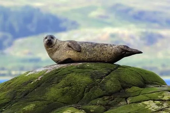 Gray Seal