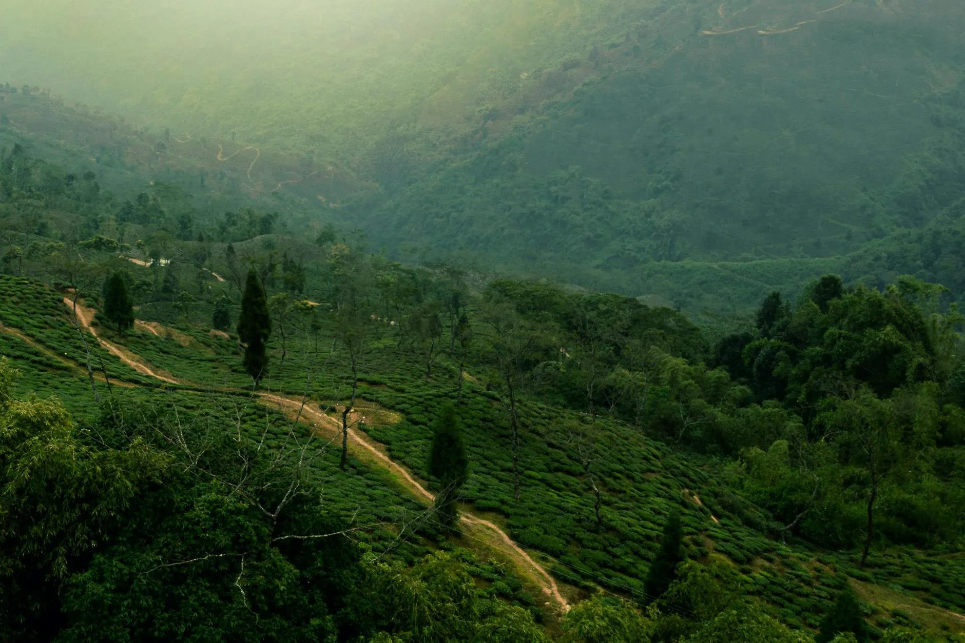 Tea plantations stretching across green hills in Darjeeling