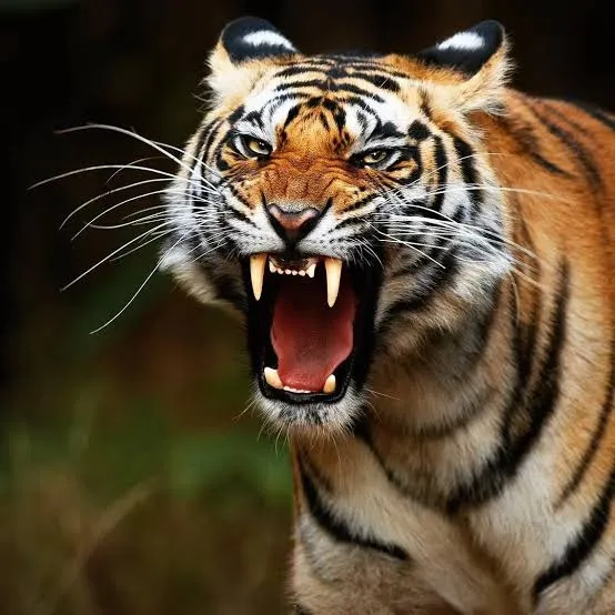 Bengal Tiger