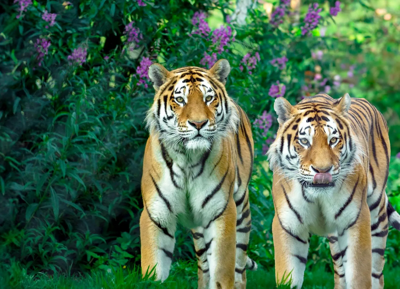 Bengal tiger in its natural habitat