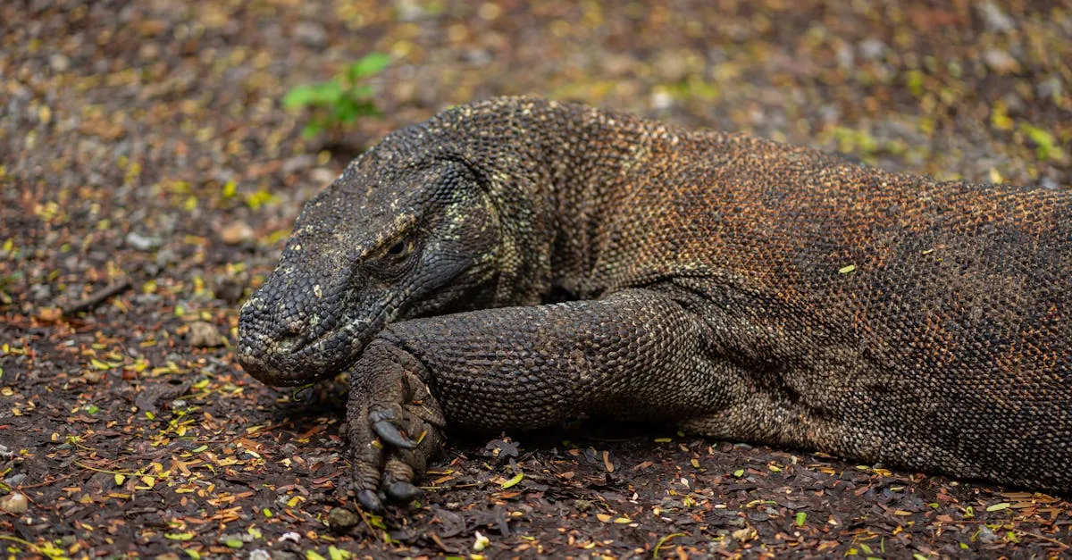 Komodo dragon