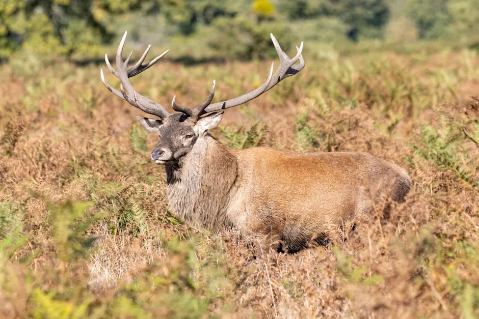 Red deer stag with antlers standing in misty parkland