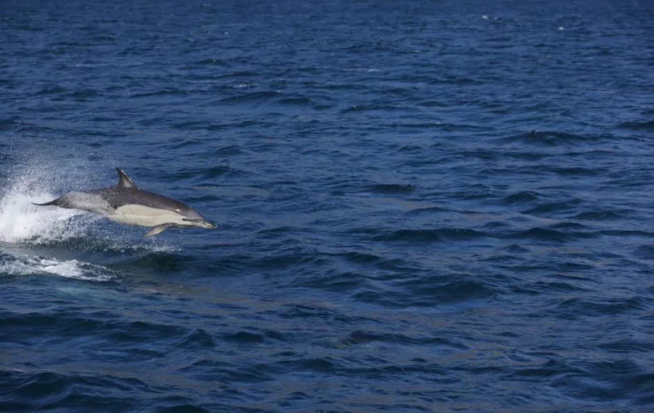Bottlenose dolphin leaping from the water in the Shannon estuary