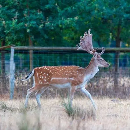 Red Deer