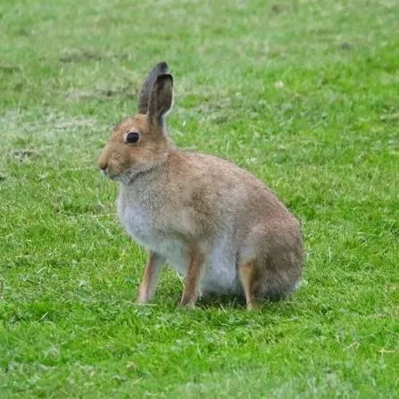 Irish Hare