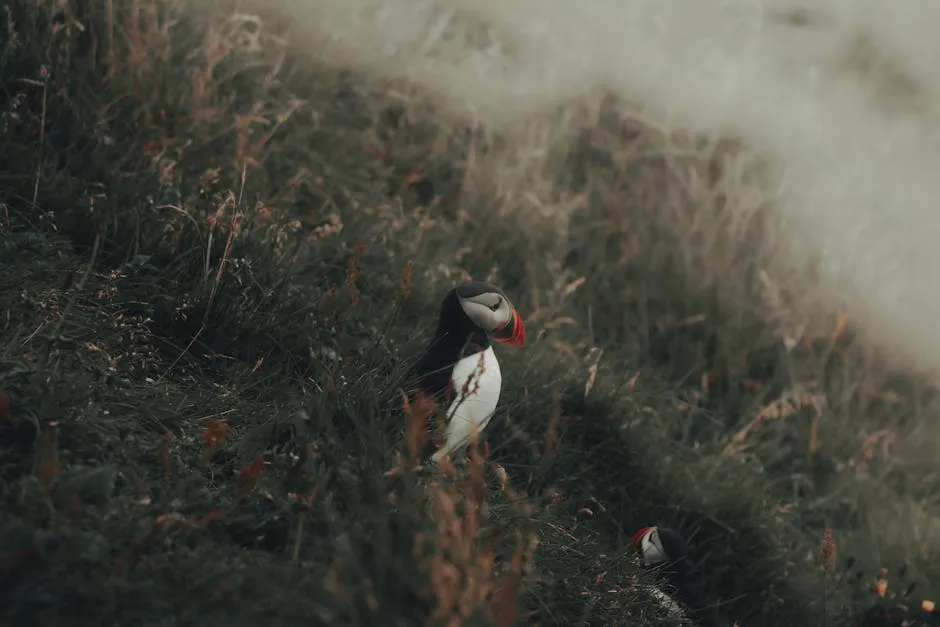 Atlantic puffin standing on a grassy clifftop with a colourful beak