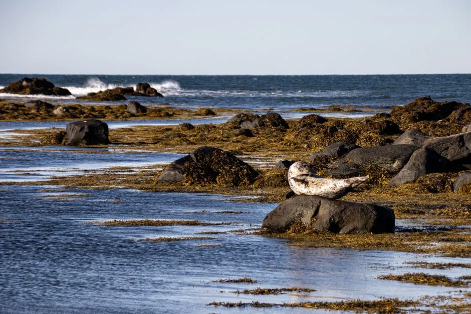 Grey seal resting on coastal rocks with the Atlantic behind