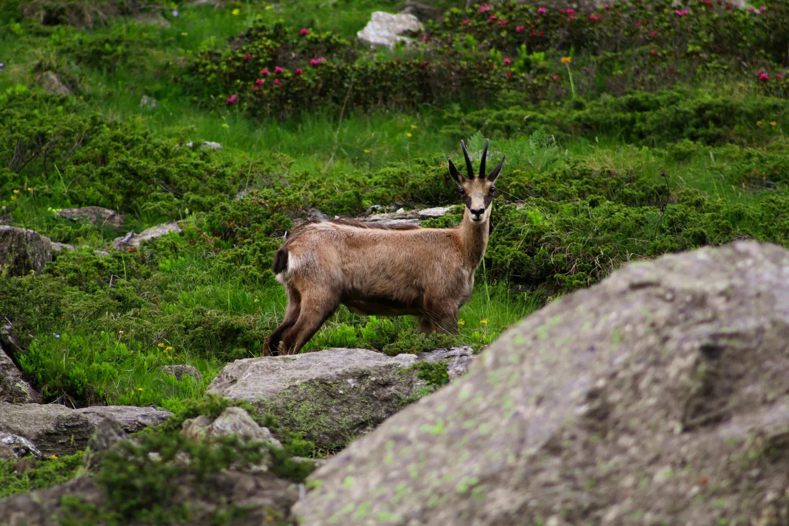 Chamois standing on a rocky Dolomite ridge with alpine panorama behind