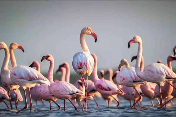 Greater Flamingo