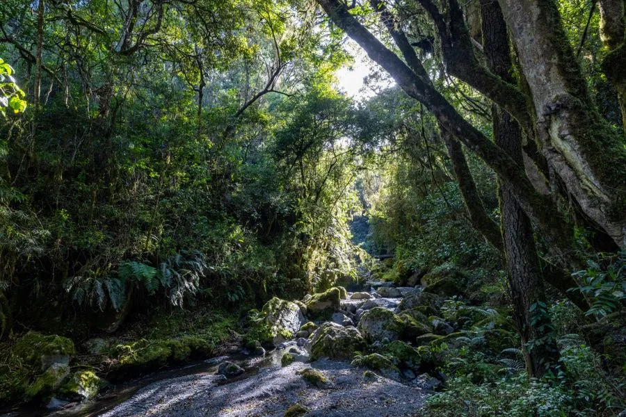 Ta&iuml; National Park rainforest